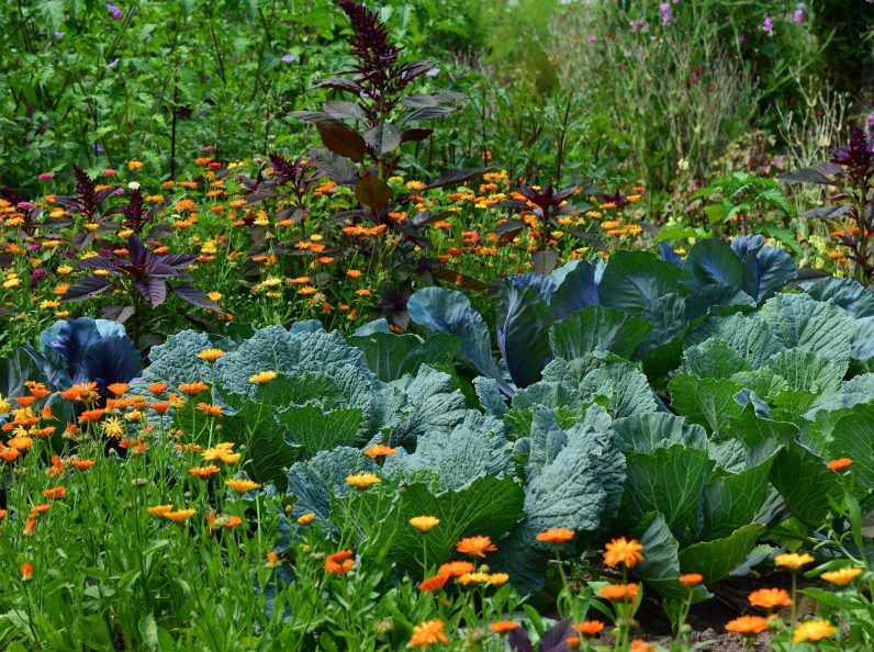 white-cabbage-2521700_1920 terrain physiologique vitalotherapie